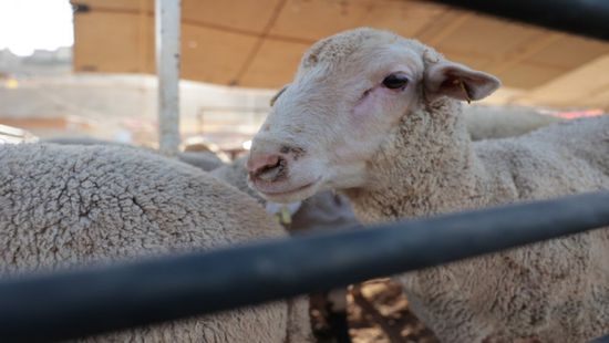 الصين تحظر استيراد الماشية من عدة دول