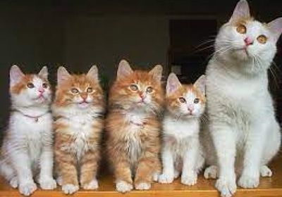 اسكتلندا تطمئن السكان: لن نمنع القطط