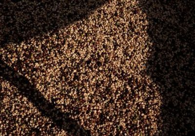 الجفاف في البرازيل يهدد الإمدادات العالمية من القهوة