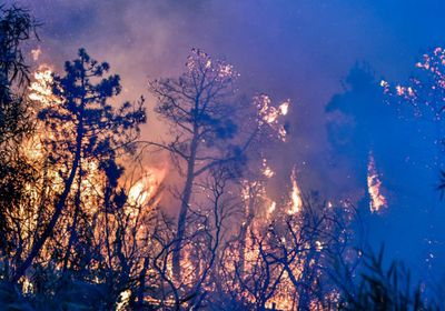    لبنان يتهم إسرائيل بحرق آلاف الهكتارات من الغابات