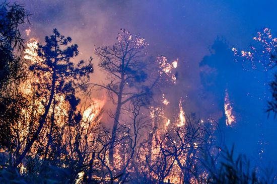    لبنان يتهم إسرائيل بحرق آلاف الهكتارات من الغابات