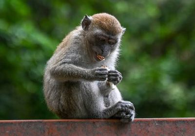 قرد يتسبب بانقطاع الكهرباء في مختلف أنحاء سريلانكا