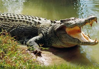 فقدان طفل بعد تعرضه لهجوم تمساح في إندونيسيا