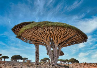 اللغة السقطرية إرث جنوبي.. وتراث حضاري ضد النسيان