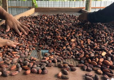 انفراجة في سوق الكاكاو: فائض بعد سنوات من العجز