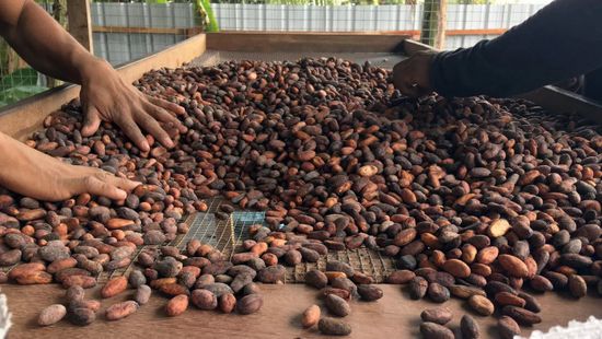 انفراجة في سوق الكاكاو: فائض بعد سنوات من العجز