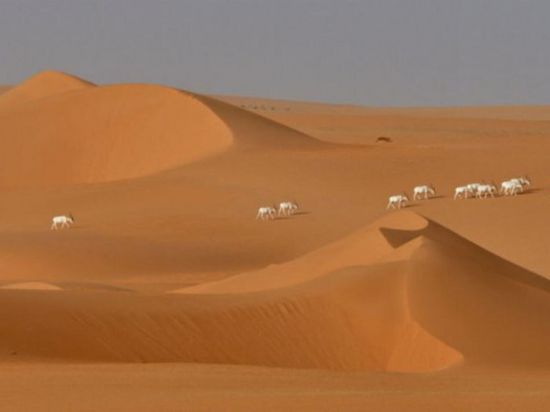 الجيش يعلن انقاذ 50 مهاجرا "عالقين" في شمال النيجر الصحراوي