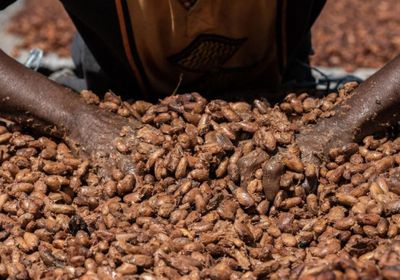 تفاقم الحرب التجارية يخفض أسعار الكاكاو