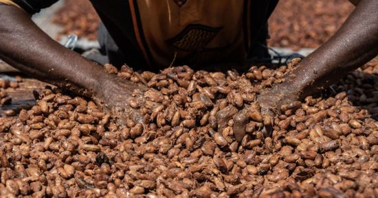 تفاقم الحرب التجارية يخفض أسعار الكاكاو
