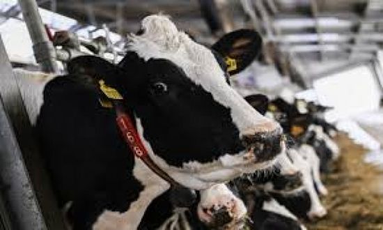 بريطانيا تحظر استيراد اللحوم من دول الاتحاد الأوروبي