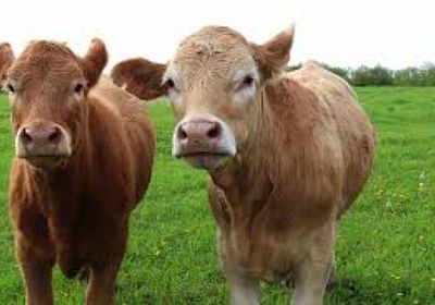 إعلان خلو ألمانيا من الحمى القلاعية