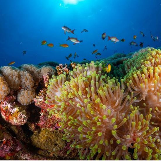 ابيضاض الشعاب المرجانية العالمية ينتشر بعد العام الأشد حرارة