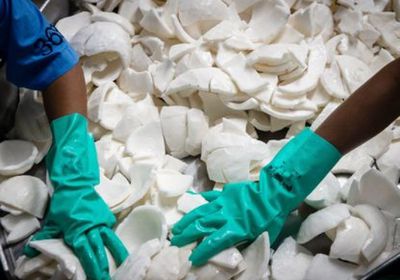 تراجع إنتاج جوز الهند عالميًا يهدد الإمدادات ويرفع الأسعار