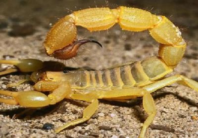 تخوفات من اجتياح عقارب عدة مدن بالبرازيل