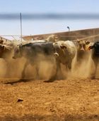 واشنطن تعلق واردات الماشية الحية والخيول من المكسيك