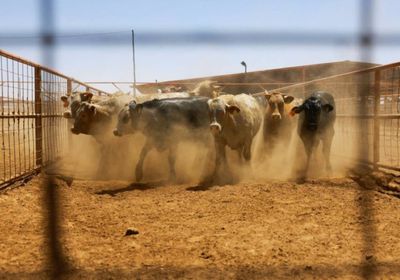 واشنطن تعلق واردات الماشية الحية والخيول من المكسيك