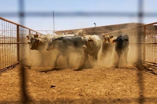 واشنطن تعلق واردات الماشية الحية والخيول من المكسيك