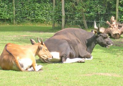 نقل مجموعة من حيوانات البانتنغ إلى محمية طبيعية في كمبوديا