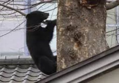 دبّ يُنهي بطولة غولف في اليابان