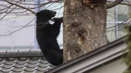 دبّ يُنهي بطولة غولف في اليابان