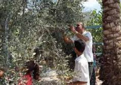 الفاو: أقل من 5% من أراضي غزة الزراعية صالحة للاستخدام