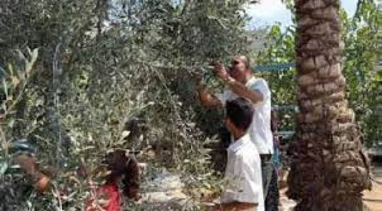 الفاو: أقل من 5% من أراضي غزة الزراعية صالحة للاستخدام