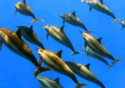 نيس تستضيف مؤتمر الأمم المتحدة الثالث للمحيطات وسط انقسام حول حوكمتها