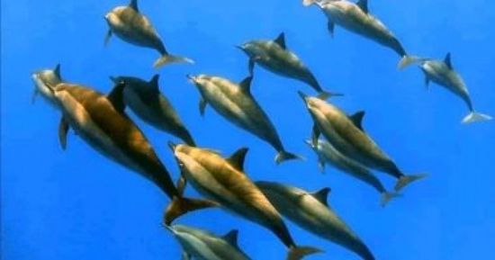 نيس تستضيف مؤتمر الأمم المتحدة الثالث للمحيطات وسط انقسام حول حوكمتها