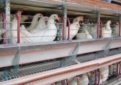 الأردن والكويت يخففان القيود على واردات لحوم الدجاج البرازيلية