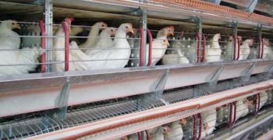 الأردن والكويت يخففان القيود على واردات لحوم الدجاج البرازيلية