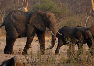 زيمبابوي تخلص من 50 فيلًا