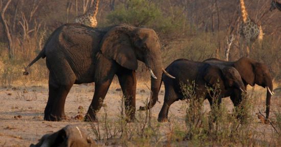 زيمبابوي تخلص من 50 فيلًا