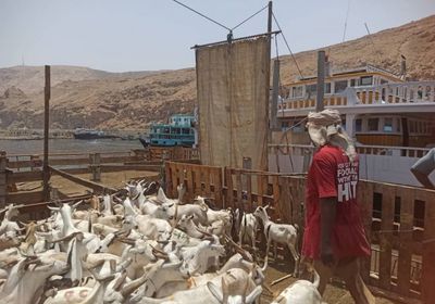 ميناء المكلا: استقبال آلاف الأضاحي الصومالية استعدادا للعيد