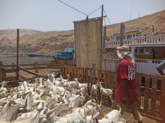 ميناء المكلا: استقبال آلاف الأضاحي الصومالية استعدادا للعيد