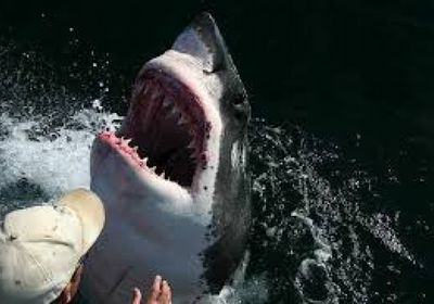 اعتقال رجل هاجم سمكة قرش بدافع الانتقام بأمريكا