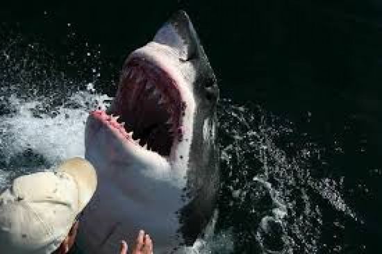 اعتقال رجل هاجم سمكة قرش بدافع الانتقام بأمريكا
