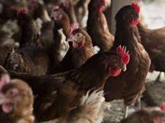 الصين تحظر استيراد الدواجن البرازيلية بسبب إنفلونزا الطيور