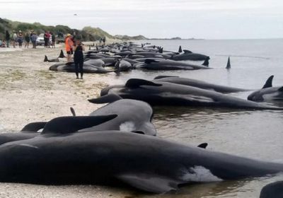 فرق متخصصة تحاول إنقاذ حوت عالق على ساحل أستراليا