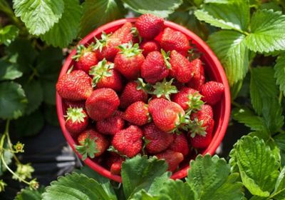 موسم ممتاز من الفراولة بسبب الطقس المشمس في المملكة المتحدة