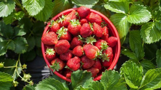 موسم ممتاز من الفراولة بسبب الطقس المشمس في المملكة المتحدة