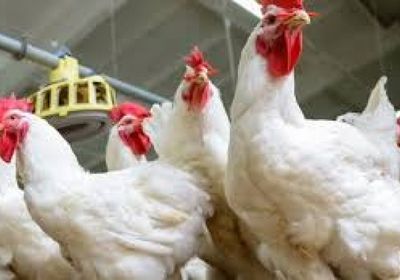 البرازيل تتوقع تخفيف القيود على صادرات الدواجن