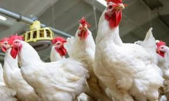 البرازيل تتوقع تخفيف القيود على صادرات الدواجن