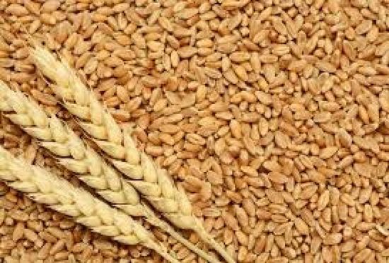 جفاف وآفات تهدد بانخفاض إنتاج القمح الصيني 5%