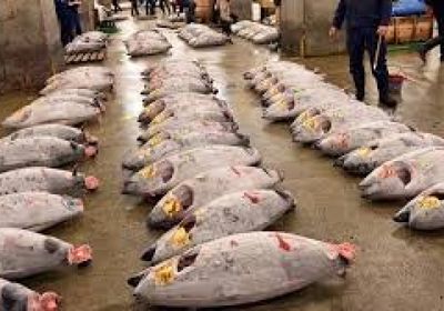 الصين تستأنف استيراد المأكولات البحرية من اليابان