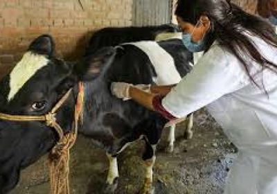 فرنسا ترصد أول بؤرة تفش لمرض التهاب الجلد العقدي