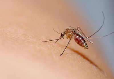 باكستان.. وفاة أول حالة بحمى الضنك في السند خلال 2025