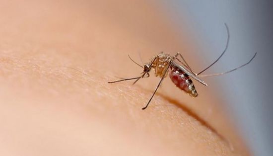 باكستان.. وفاة أول حالة بحمى الضنك في السند خلال 2025