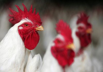 الصين تبحث رفع حظر استيراد الدجاج البرازيلي