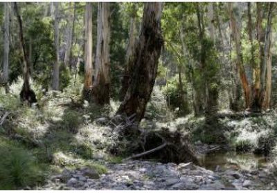 نجاة سائحة ألمانية بعد 12 يومًا من الضياع في أدغال أستراليا