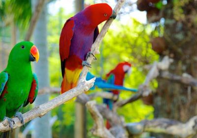 إندونيسيا تصادر أكثر من 1200 طائر مهدد بالانقراض